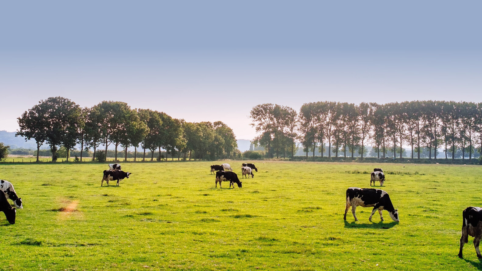 Duurzame Kaas Veenmeester