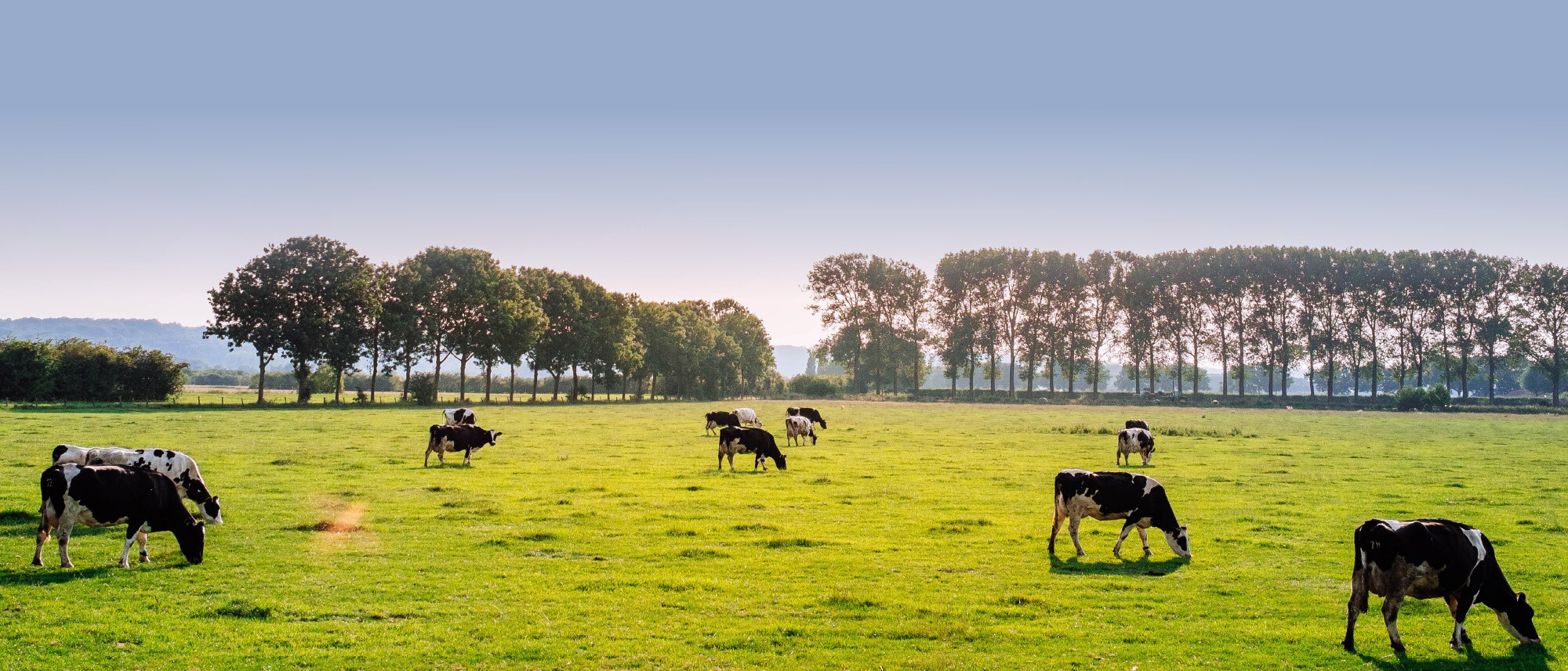 Duurzame Kaas Veenmeester